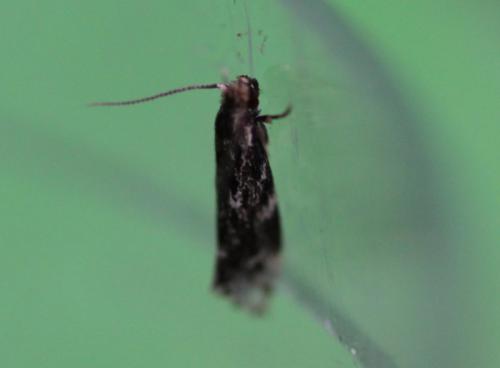 Dryadaula heindeli